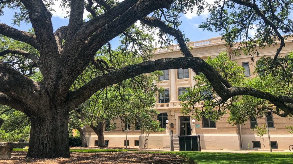 Bolton Hall partially hidden by the Century Tree