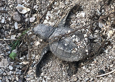 Turtle in the dirt 