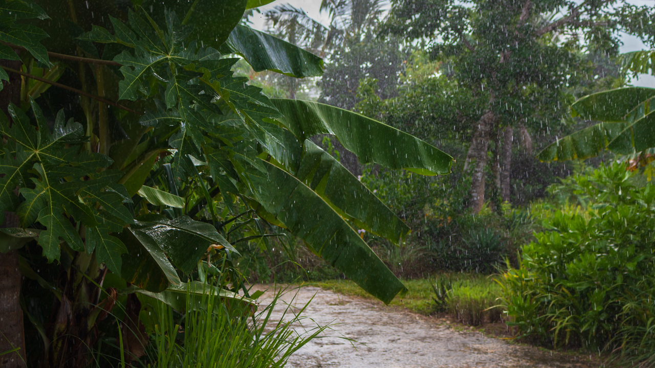 A pathway flanked by lush greenery, including large-leafed plants, during a rain shower.